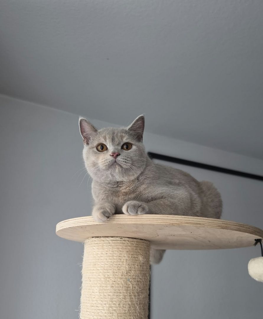 Drei liebe BKH Jungkatzen suchen ein neues Zuhause!