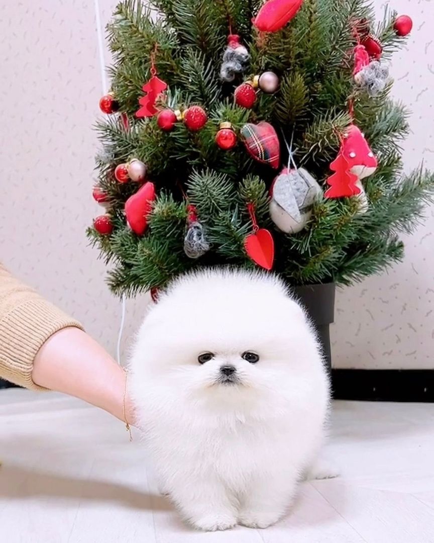 🐾 Zwergspitz-Welpen (Pomeranian) 🐾