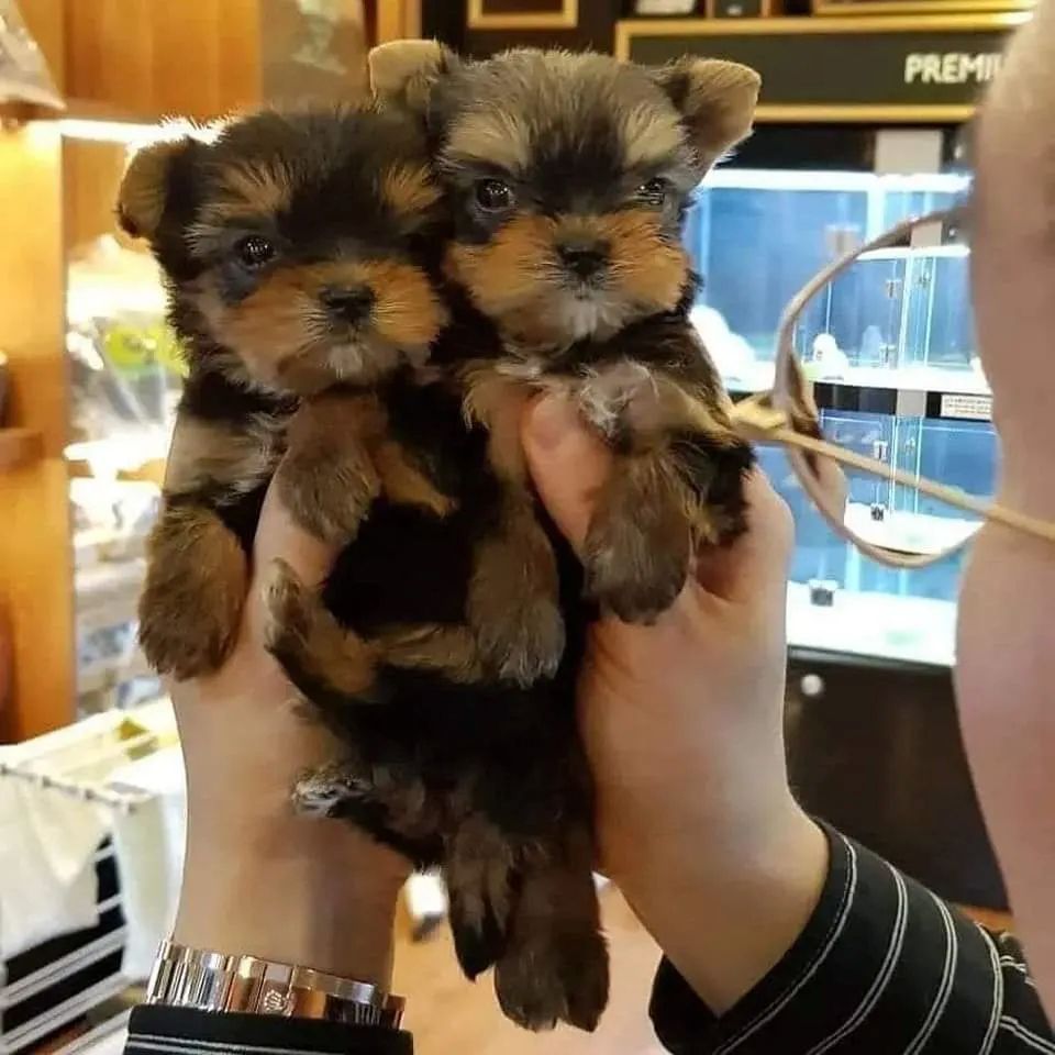 🐾 Yorkshire-Terrier-Welpen 🐾