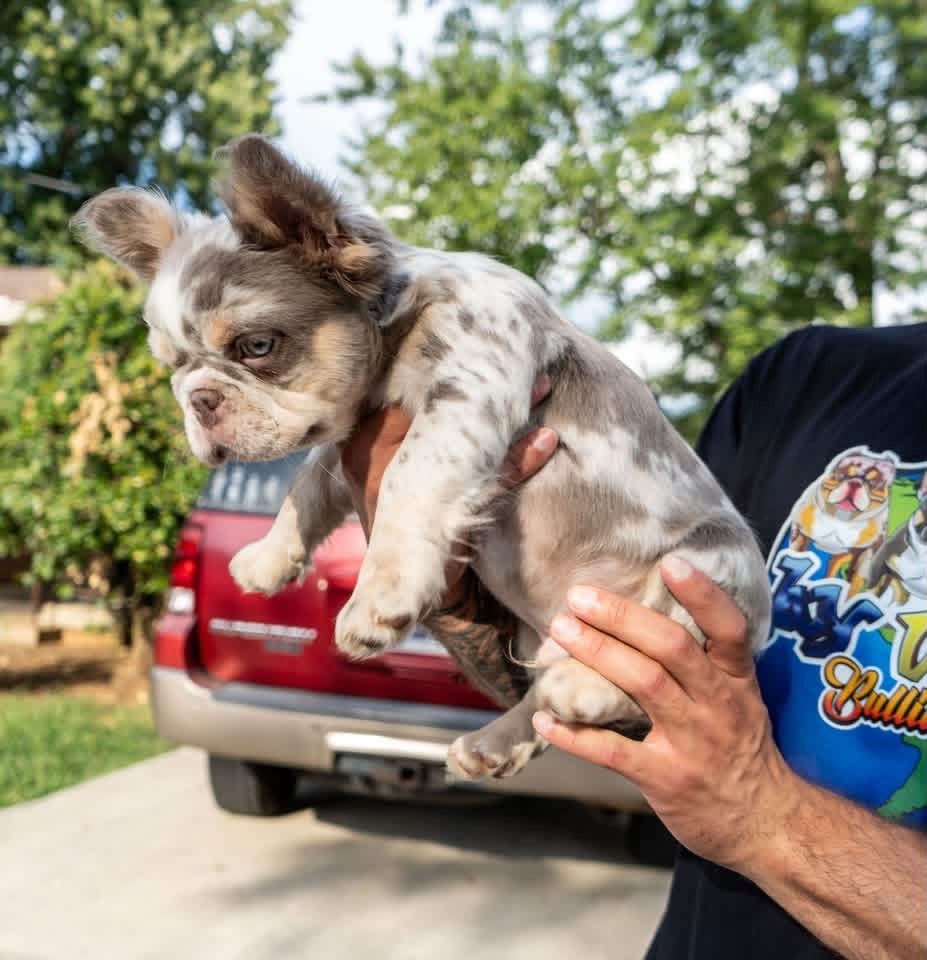 French Bulldog Puppy Available for Adoption