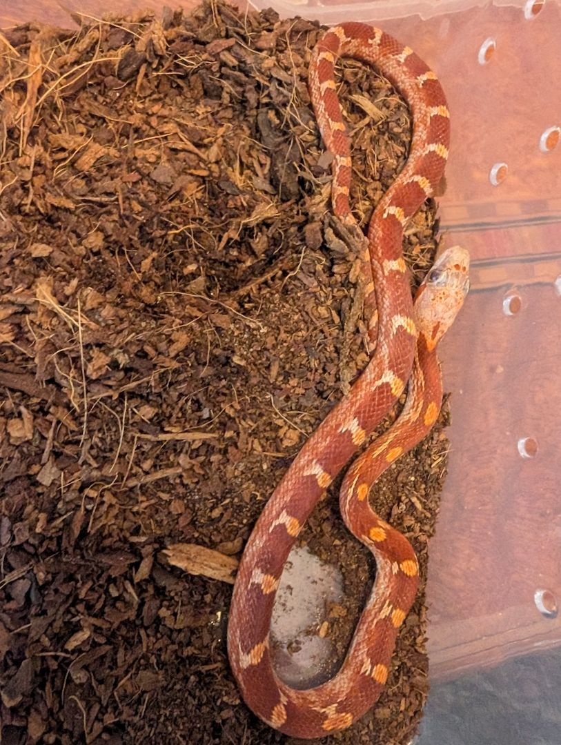 3.1 Hypo Bloodred Motley
