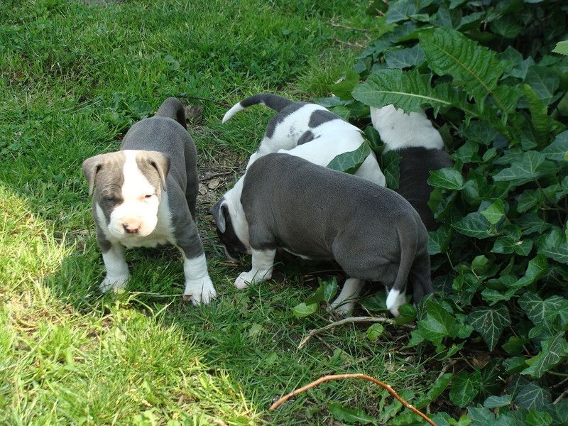 American-Pitbull-Welpen ,,