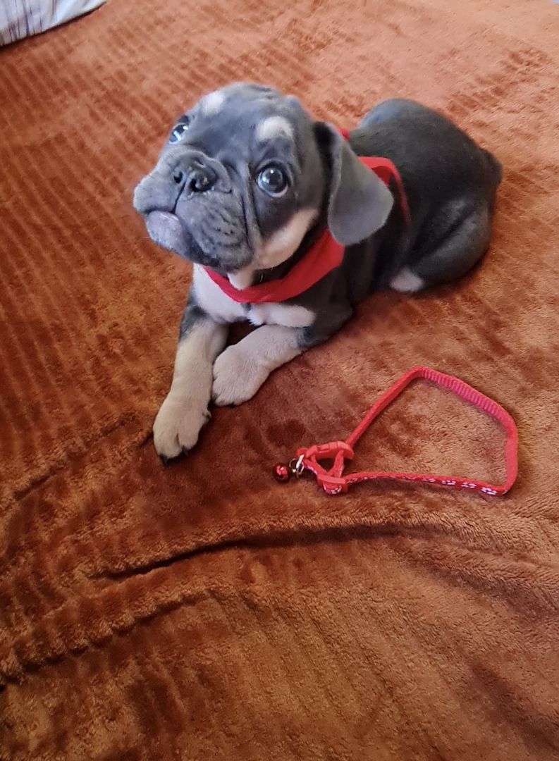 Französische BulldoggeWelpen