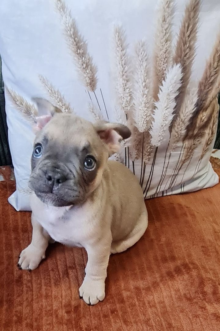 Französische BulldoggeWelpen