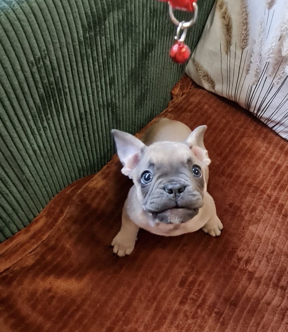 Französische BulldoggeWelpen