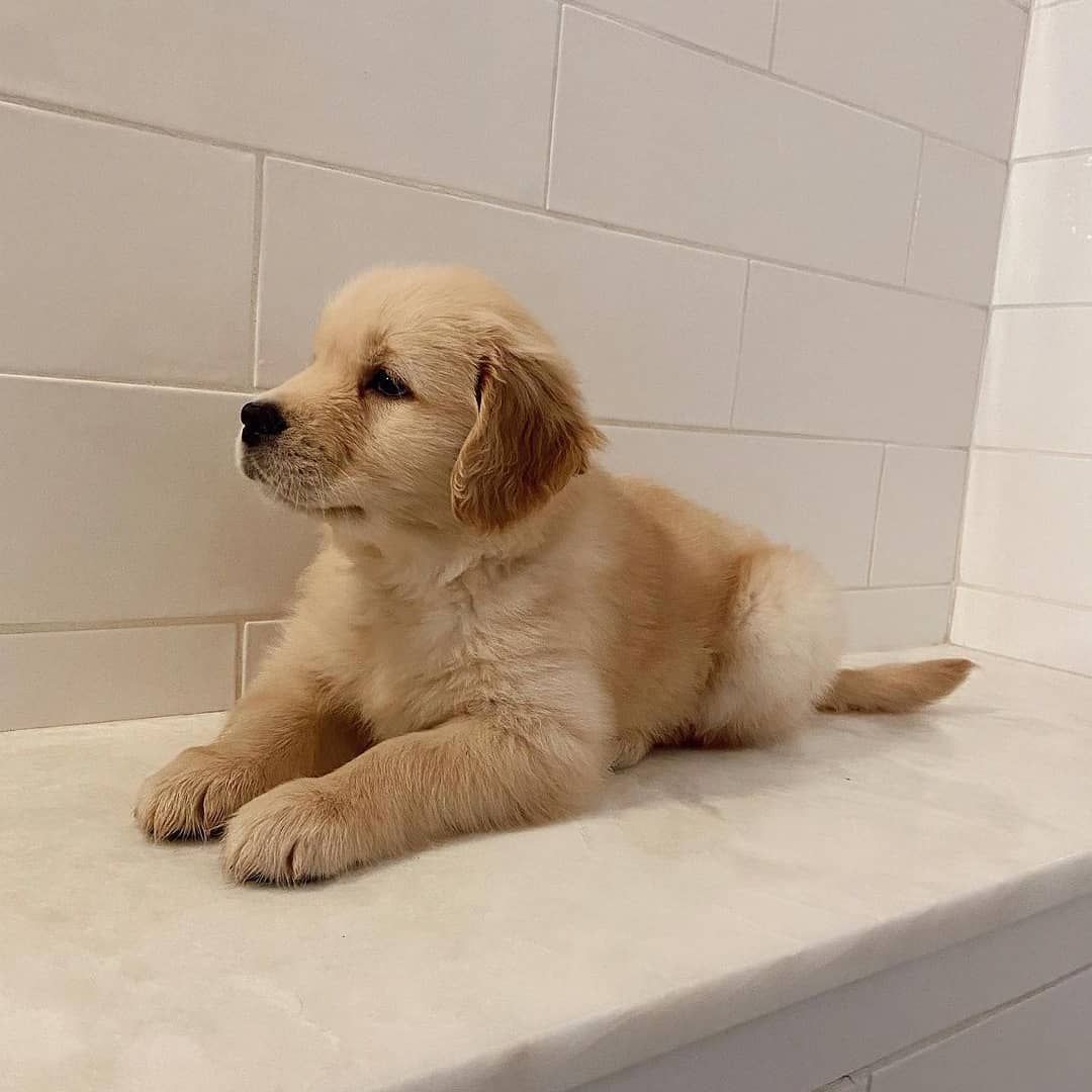 Wunderschöne Golden Retriever