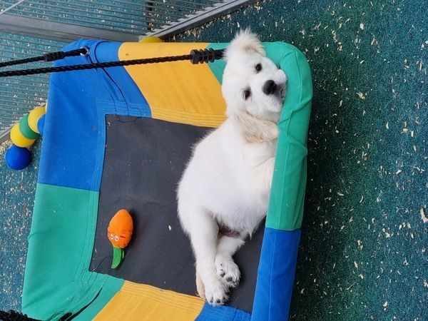 Golden Retriever Welpen