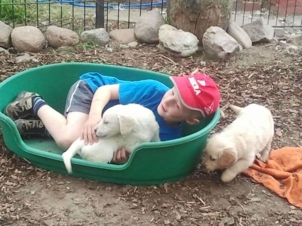 Golden-Retriever-Welpen