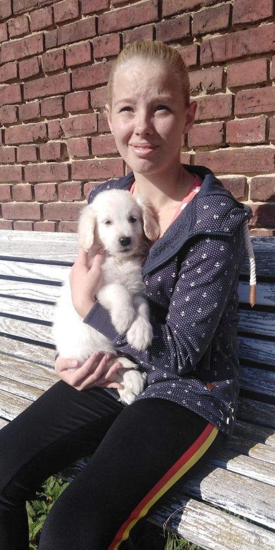 Golden-Retriever-Welpen zu verkaufen