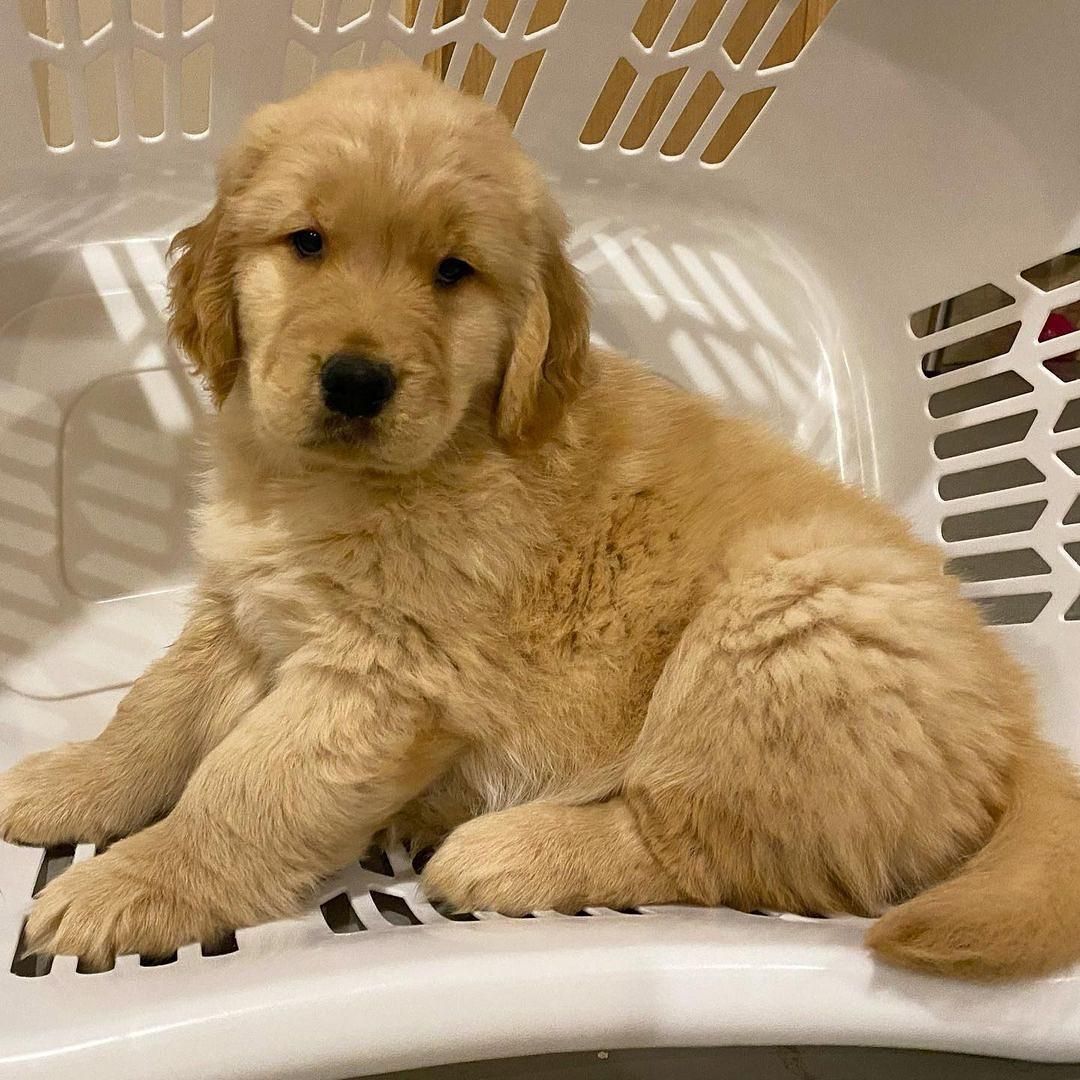 Golden Retriever-Welpen zu verkaufen.