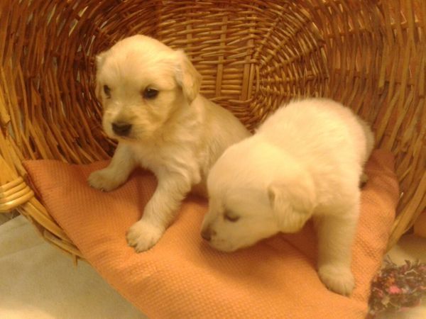 Golden-Retriever-Welpen zu verkaufen