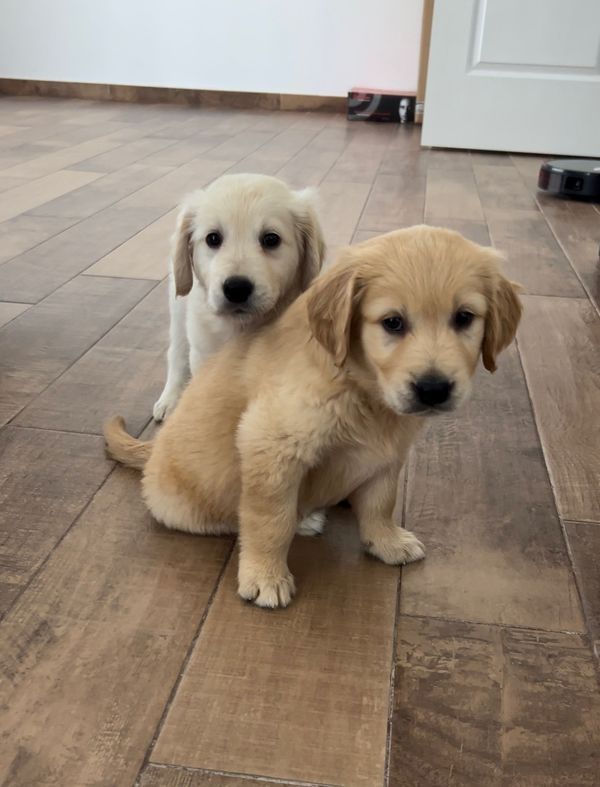 Reinrassige Golden-Retriever-Welpen suchen ein neues Zuhause!