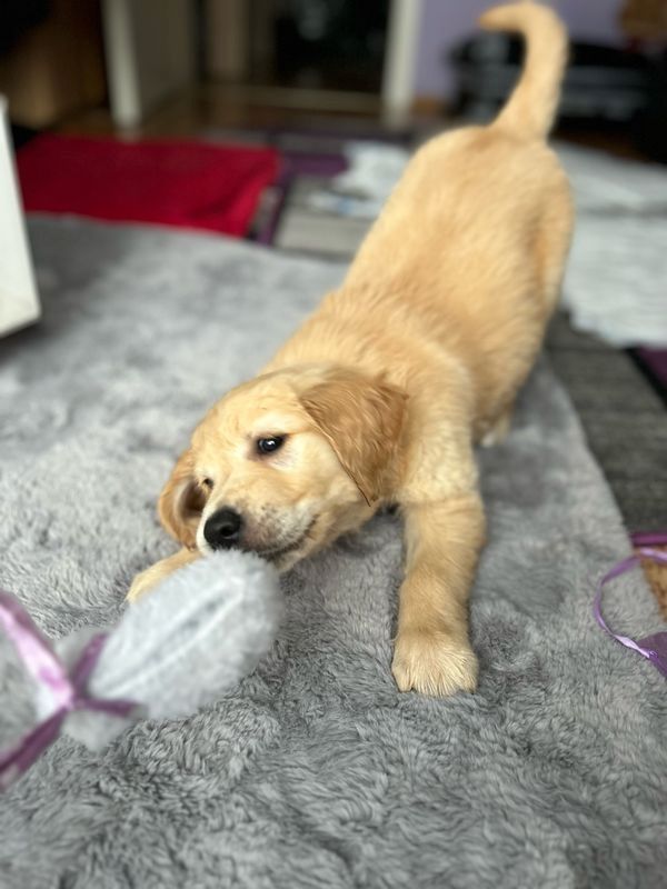 Golden Retriever Welpen zu adoptieren