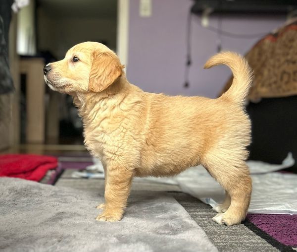 Golden Retriever Welpen zu adoptieren