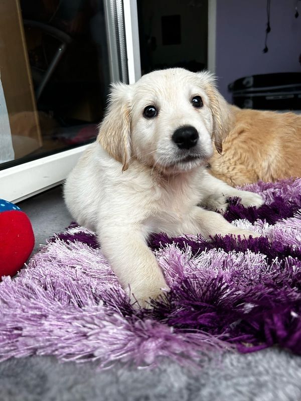 Golden Retriever Welpen