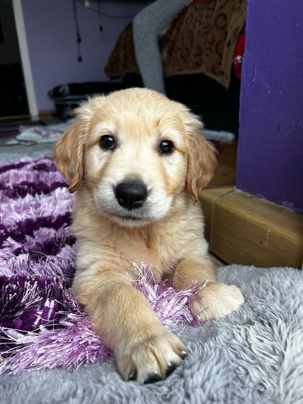 Golden Retriever Welpen