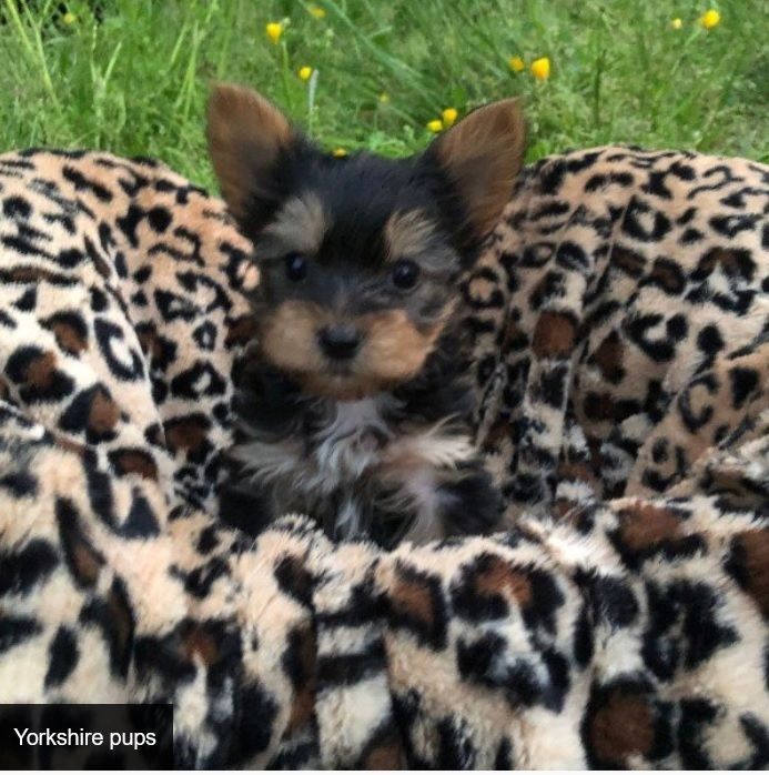 Mini Yorkshire Terrier Welpen