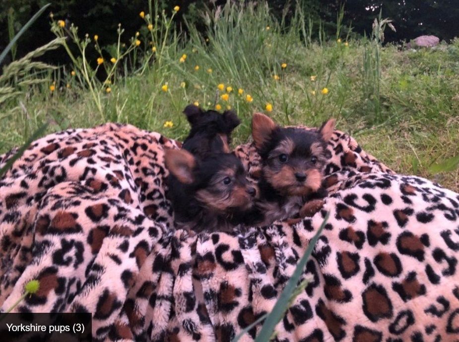 Mini Yorkshire Terrier Welpen
