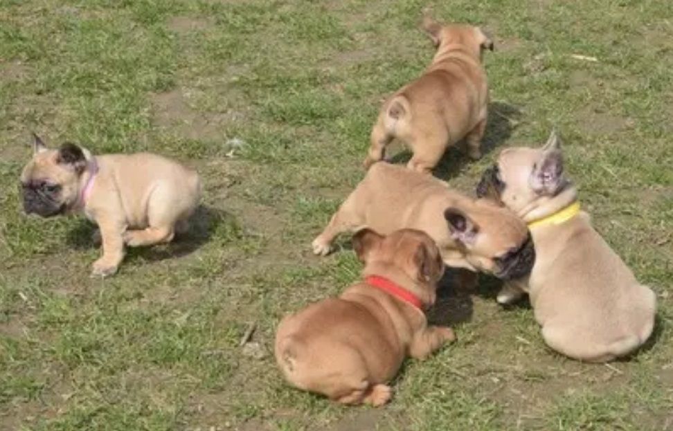 französische Bulldog Welpen