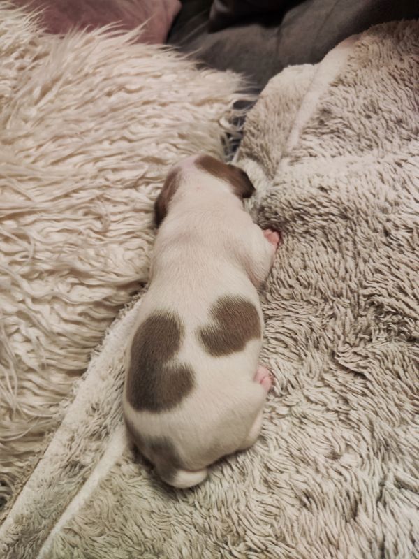 französische Bulldog Welpen