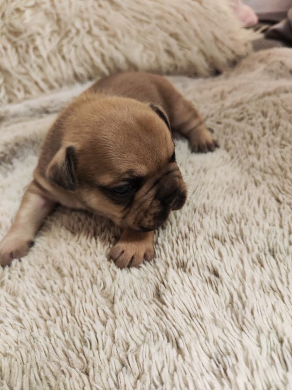 französische Bulldog Welpen