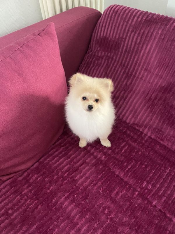 Bezaubernde Pomeranian Zwergspitz Welpen in tollen Farben mit Papieren