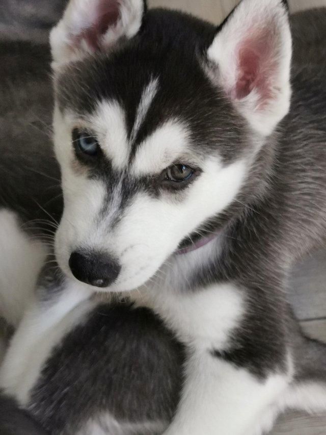 Siberian Husky Welpen