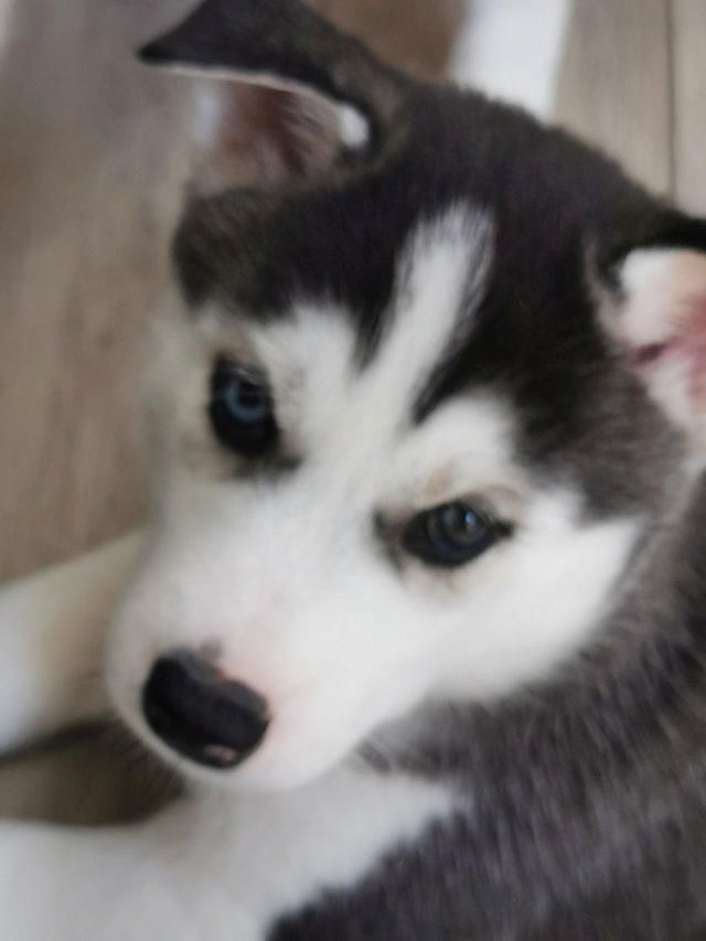 Siberian Husky Welpen