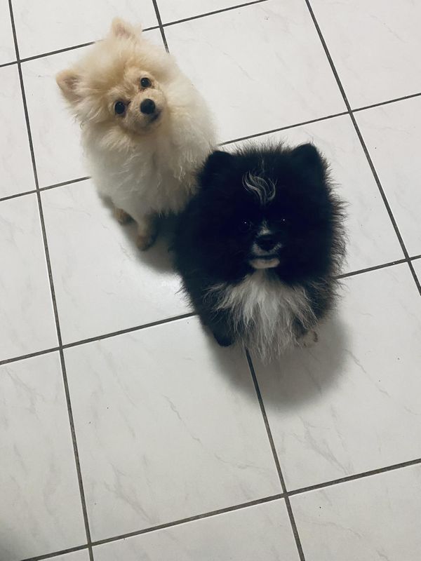 Pomeranian Zwerg spitz welpen