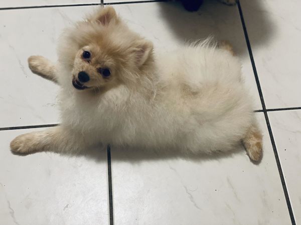 Pomeranian Zwerg spitz welpen