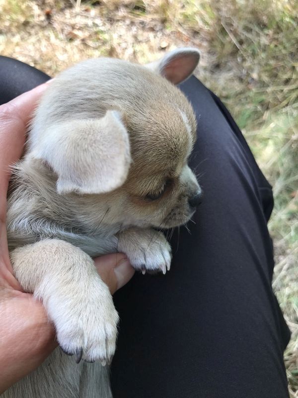 CHIHUAHUA Welpen ( VDH/FCI Papiere)
