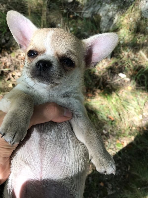 Chihuahua Welpen mit FCI Papiere