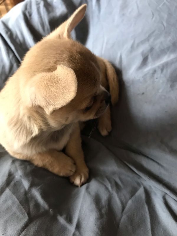 Chihuahua Welpen mit FCI Papiere