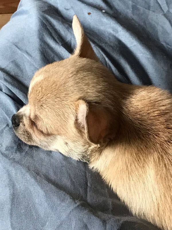 Chihuahua Welpen mit FCI Papiere