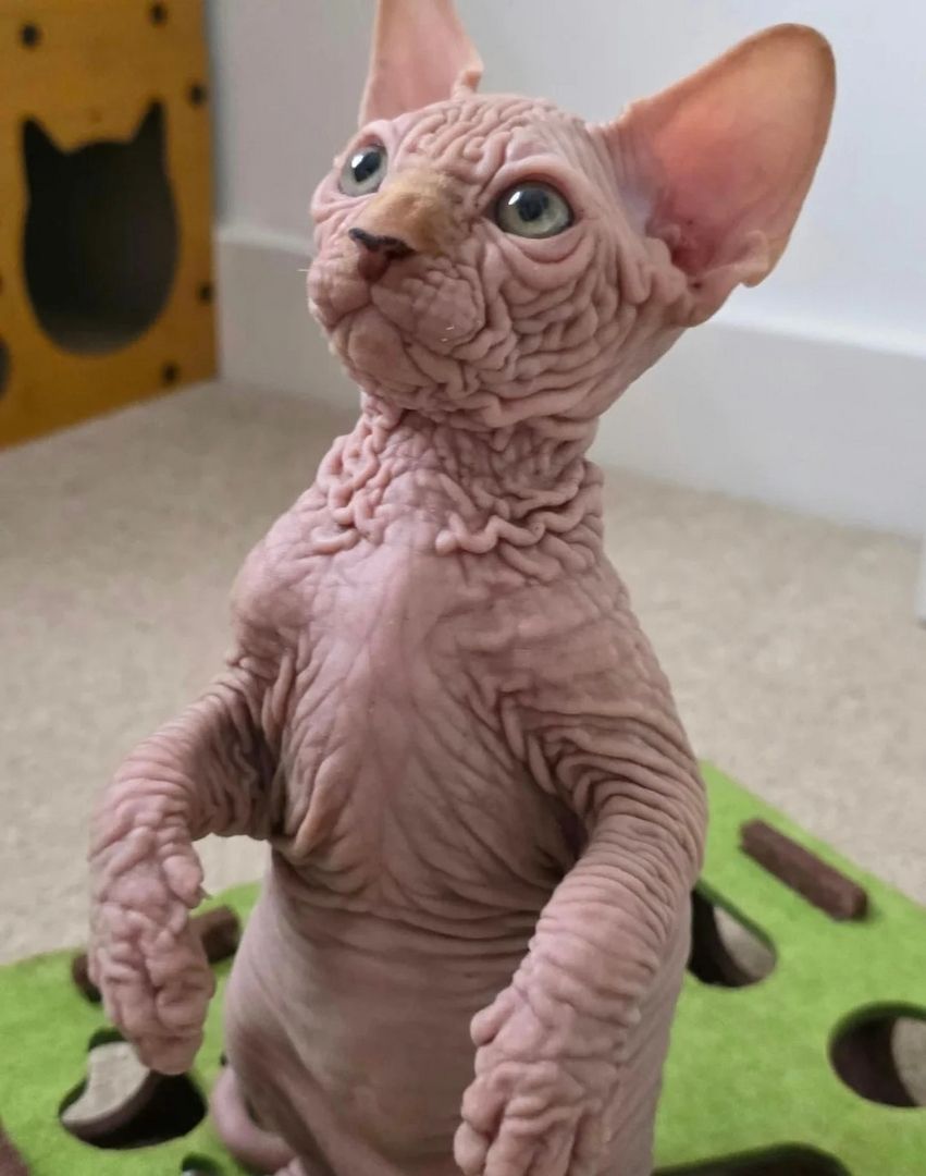 LETZTER! Außergewöhnlicher, faltiger Sphynx-Kater