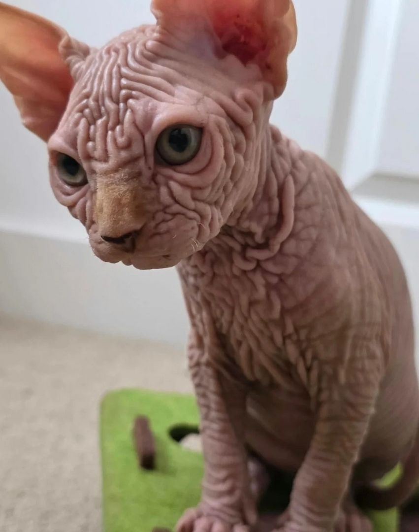 LETZTER! Außergewöhnlicher, faltiger Sphynx-Kater