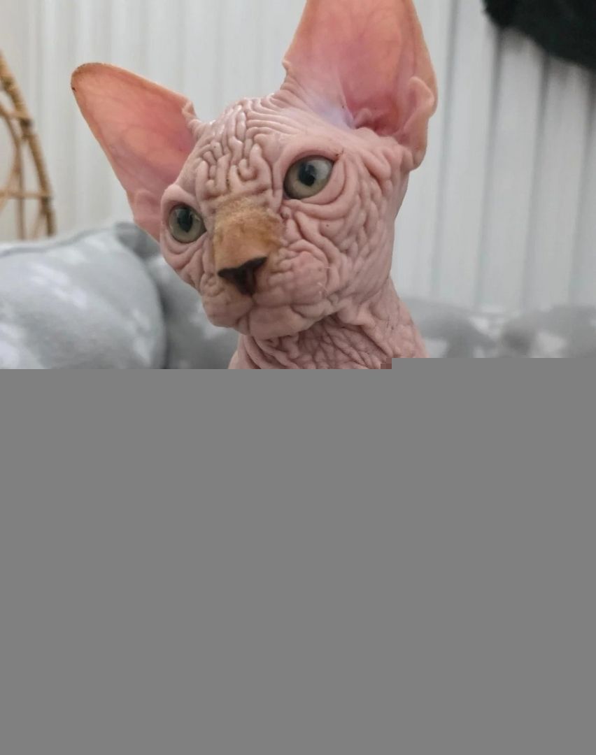 LETZTER! Außergewöhnlicher, faltiger Sphynx-Kater