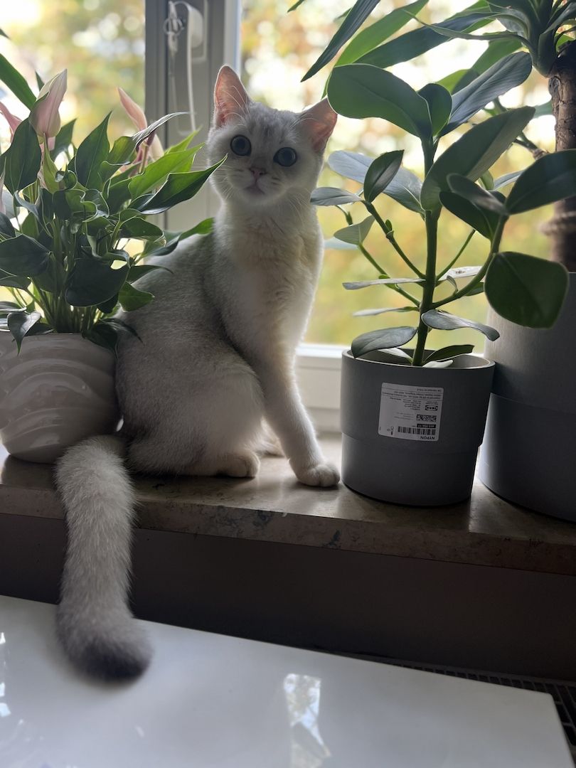 Bkh Katze 7monate alt