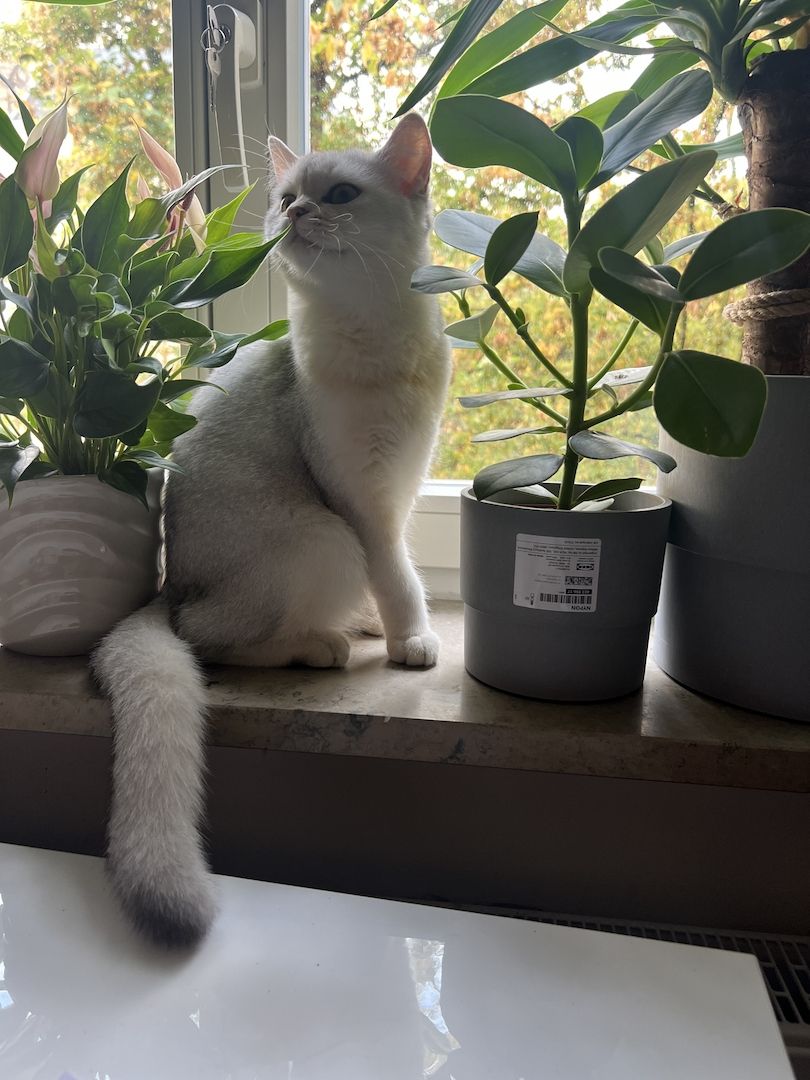 Bkh Katze 7monate alt