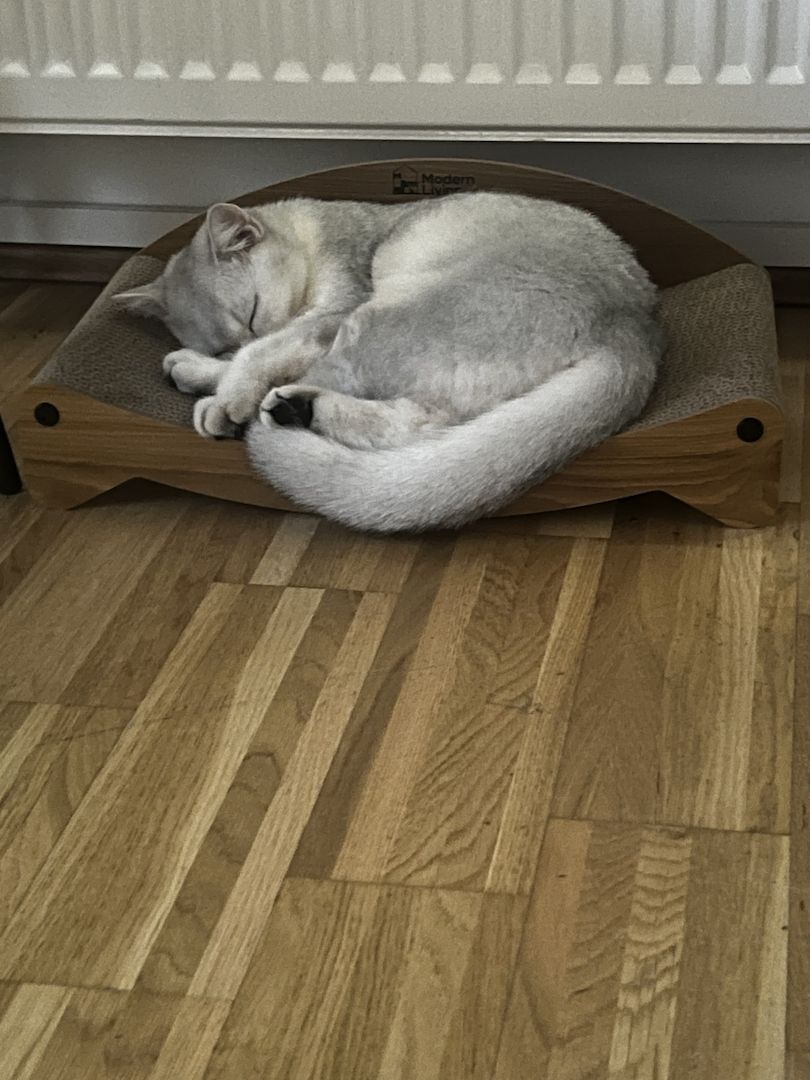 Bkh Katze 7monate alt