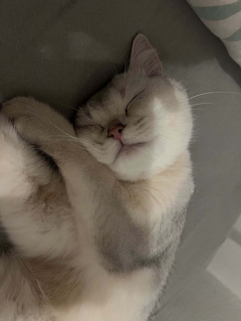 Bkh Katze 7monate alt