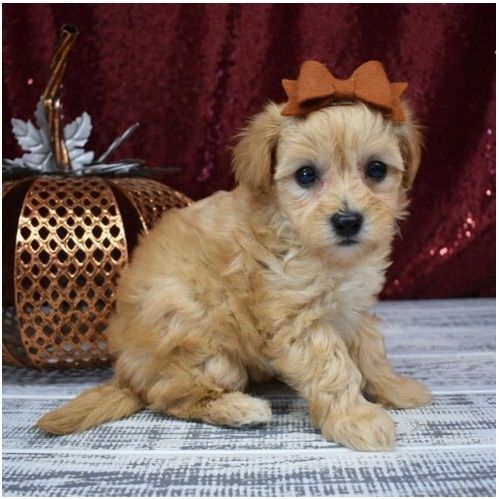Maltipoo Welpen suchen liebevolles Zuhause