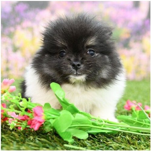 Pomeranian Zwergspitz Boo Welpen