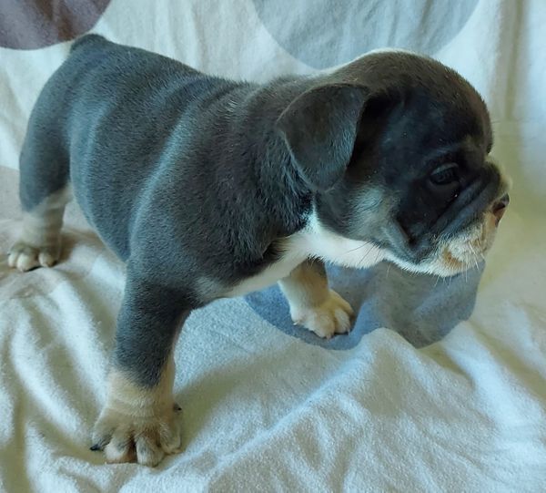 Englische Bulldoggen-Welpen