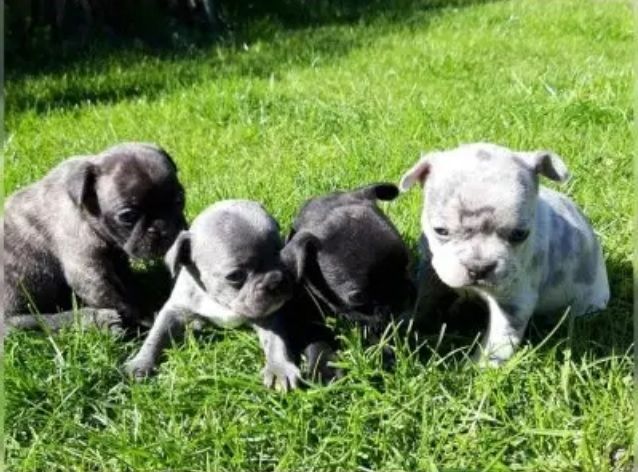 Französische Bulldogge sucht liebevolles Zuhause
