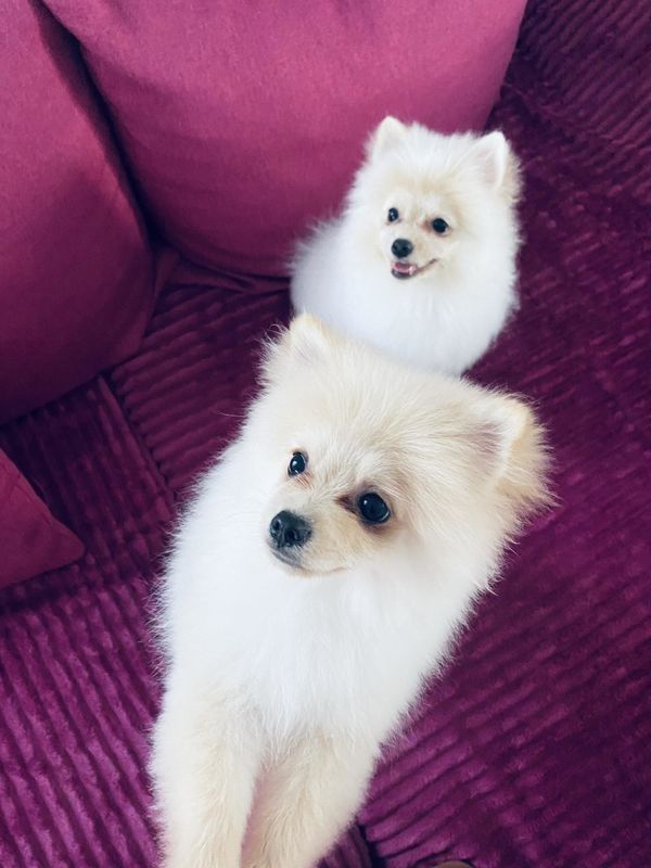 Pomeranian zwergspitz