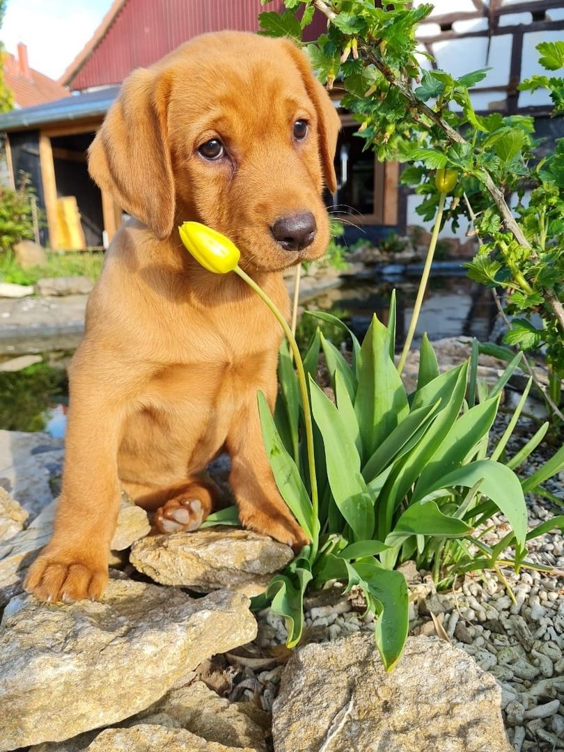 Süße Labrador Welpen mit Papieren