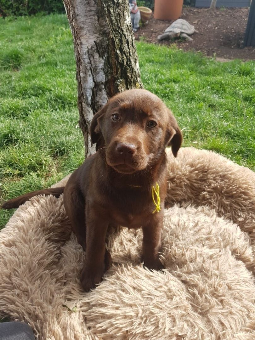 Süße Labrador Welpen mit Papieren