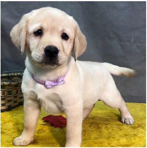 Süße Labrador Welpen mit Papieren
