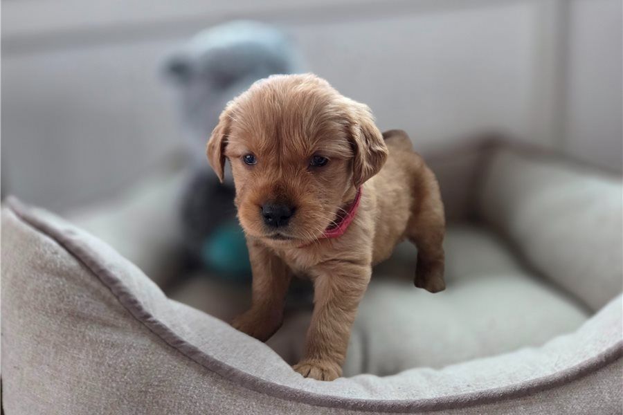 Golden Retriever Welpen suchen Ihre Familie  Welpen mit Ahnentafel